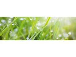 Küchenrückwände|Kochfelder<Spritzschutz-Rückwand WandArt easy 200 cm x 58,5 cm Grass (D4002P BRIL) FSC®
