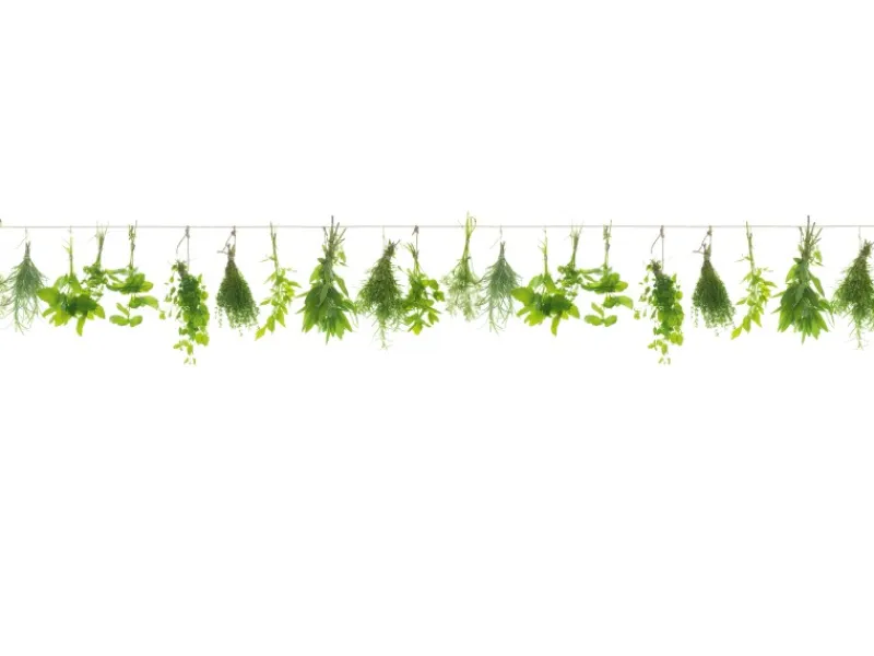 Spritzschutz-Rückwand WandArt easy 120 x 58,5 cm Herbs Line (D3106P BRIL) FSC®< Herde|Küchenrückwände