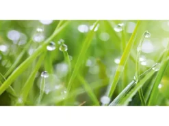 Best Spritzschutz-Rückwand WandArt easy 120 cm x 58,5 cm Grass (D4002P BRIL) FSC®