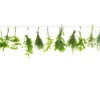 Herde|Küchenrückwände<Spritzschutz-Rückwand WandArt easy 80 cm x 58,5 cm Herbs Line (D3106P BRIL) FSC®