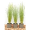 Stipa Tenuissima Ponytails Zartes Federgras Ca. 9x9 cm Topf< Töpfe