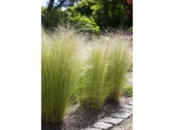 Stipa Tenuissima Ponytails Zartes Federgras Ca. 9x9 cm Topf< Töpfe