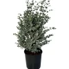 Töpfe<Sunny-Tree Eucalyptus Gunnii 'Azura' 90 cm  Winterhart