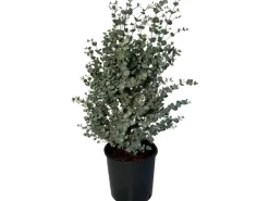 Töpfe<Sunny-Tree Eucalyptus Gunnii 'Azura' 90 cm  Winterhart