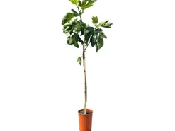 Töpfe<Sunny-Tree Feigenbaum Obstbaum Ficus Carica mit Süße Essbare Feige 160 cm Winterhart bis -18