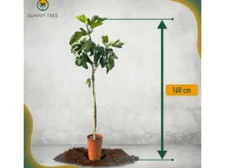 Töpfe<Sunny-Tree Feigenbaum Obstbaum Ficus Carica mit Süße Essbare Feige 160 cm Winterhart bis -18