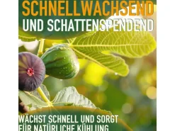 Töpfe<Sunny-Tree Feigenbaum Obstbaum Ficus Carica mit Süße Essbare Feige 160 cm Winterhart bis -18