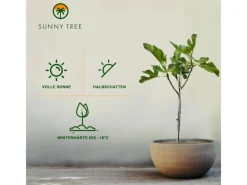 Töpfe<Sunny-Tree Feigenbaum Obstbaum Ficus Carica mit Süße Essbare Feige 100 cm Winterhart bis -18