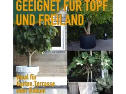 Töpfe<Sunny-Tree Feigenbaum Obstbaum Ficus Carica mit Süße Essbare Feige 100 cm Winterhart bis -18