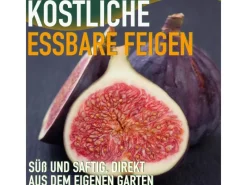 Töpfe<Sunny-Tree Feigenbaum Obstbaum Ficus Carica mit Süße Essbare Feige 100 cm Winterhart bis -18
