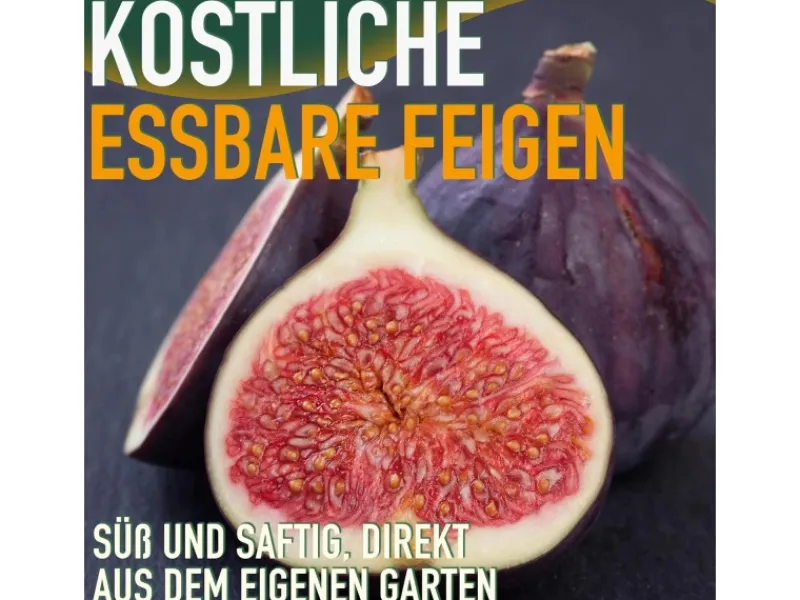 Töpfe<Sunny-Tree Feigenbaum Obstbaum Ficus Carica mit Süße Essbare Feige 100 cm Winterhart bis -18