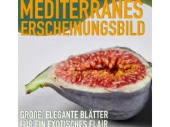 Töpfe<Sunny-Tree Feigenbaum Obstbaum Ficus Carica mit Süße Essbare Feige 100 cm Winterhart bis -18