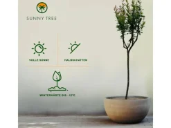 Clearance Sunny-Tree Granatapfelbaum  Winterharter Obstbaum Punica Granatum Höhe 160 Zentimeter