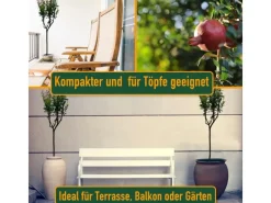 Clearance Sunny-Tree Granatapfelbaum  Winterharter Obstbaum Punica Granatum Höhe 160 Zentimeter