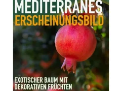 Clearance Sunny-Tree Granatapfelbaum  Winterharter Obstbaum Punica Granatum Höhe 160 Zentimeter