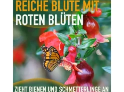 Clearance Sunny-Tree Granatapfelbaum  Winterharter Obstbaum Punica Granatum Höhe 160 Zentimeter