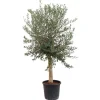 Töpfe<Sunny-Tree  Hochstämmiger Olivenbaum 170 Zentimeter Hoch Olea Europea 25 Jahre Alt Winterhart Bis -18° - Fruchtbildend Obstbaum