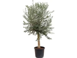 Töpfe<Sunny-Tree  Hochstämmiger Olivenbaum 170 Zentimeter Hoch Olea Europea 25 Jahre Alt Winterhart Bis -18° - Fruchtbildend Obstbaum