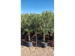 Töpfe<Sunny-Tree  Hochstämmiger Olivenbaum 170 Zentimeter Hoch Olea Europea 25 Jahre Alt Winterhart Bis -18° - Fruchtbildend Obstbaum