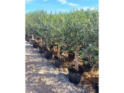 Töpfe<Sunny-Tree  Hochstämmiger Olivenbaum 170 Zentimeter Hoch Olea Europea 25 Jahre Alt Winterhart Bis -18° - Fruchtbildend Obstbaum