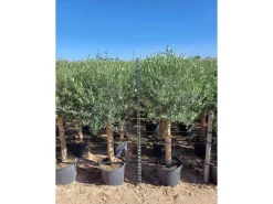 Töpfe<Sunny-Tree  Hochstämmiger Olivenbaum 170 Zentimeter Hoch Olea Europea 25 Jahre Alt Winterhart Bis -18° - Fruchtbildend Obstbaum