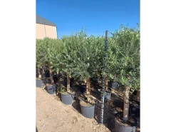 Töpfe<Sunny-Tree  Hochstämmiger Olivenbaum 170 Zentimeter Hoch Olea Europea 25 Jahre Alt Winterhart Bis -18° - Fruchtbildend Obstbaum