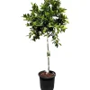 Hot Sunny-Tree Limettenbaum Große 160 Zentimeter Citrus Aurantifolia Obstbaum Fruchtbildend 8 Jähriger Limettenbaum