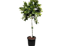 Hot Sunny-Tree Limettenbaum Große 160 Zentimeter Citrus Aurantifolia Obstbaum Fruchtbildend 8 Jähriger Limettenbaum