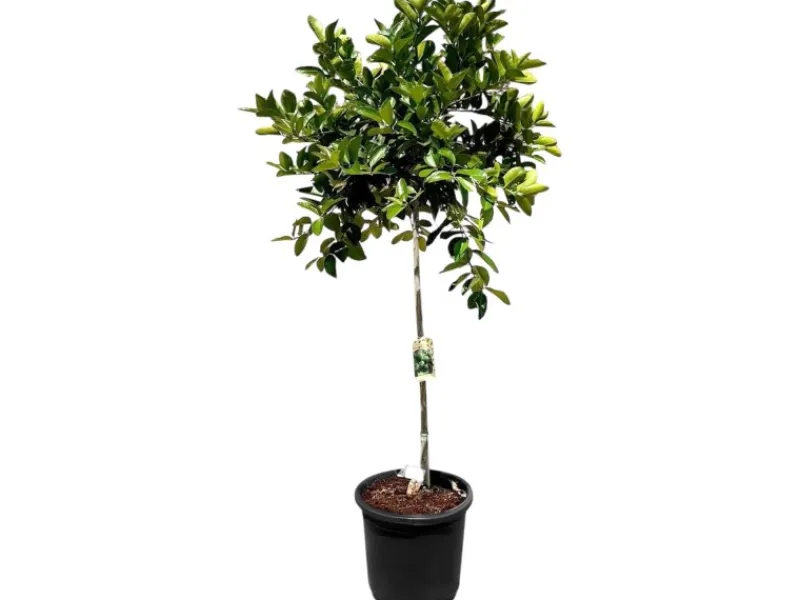 Hot Sunny-Tree Limettenbaum Große 160 Zentimeter Citrus Aurantifolia Obstbaum Fruchtbildend 8 Jähriger Limettenbaum