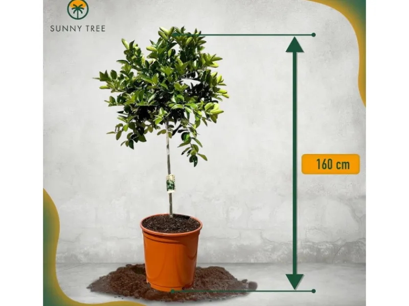 Hot Sunny-Tree Limettenbaum Große 160 Zentimeter Citrus Aurantifolia Obstbaum Fruchtbildend 8 Jähriger Limettenbaum