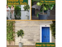 Hot Sunny-Tree Limettenbaum Große 160 Zentimeter Citrus Aurantifolia Obstbaum Fruchtbildend 8 Jähriger Limettenbaum
