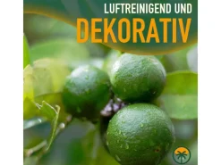 Hot Sunny-Tree Limettenbaum Große 160 Zentimeter Citrus Aurantifolia Obstbaum Fruchtbildend 8 Jähriger Limettenbaum