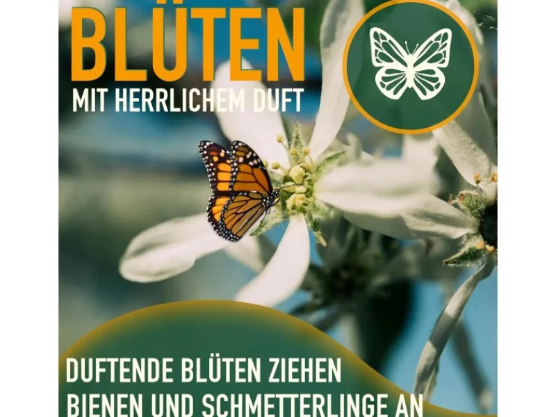 Hot Sunny-Tree Limettenbaum Große 160 Zentimeter Citrus Aurantifolia Obstbaum Fruchtbildend 8 Jähriger Limettenbaum