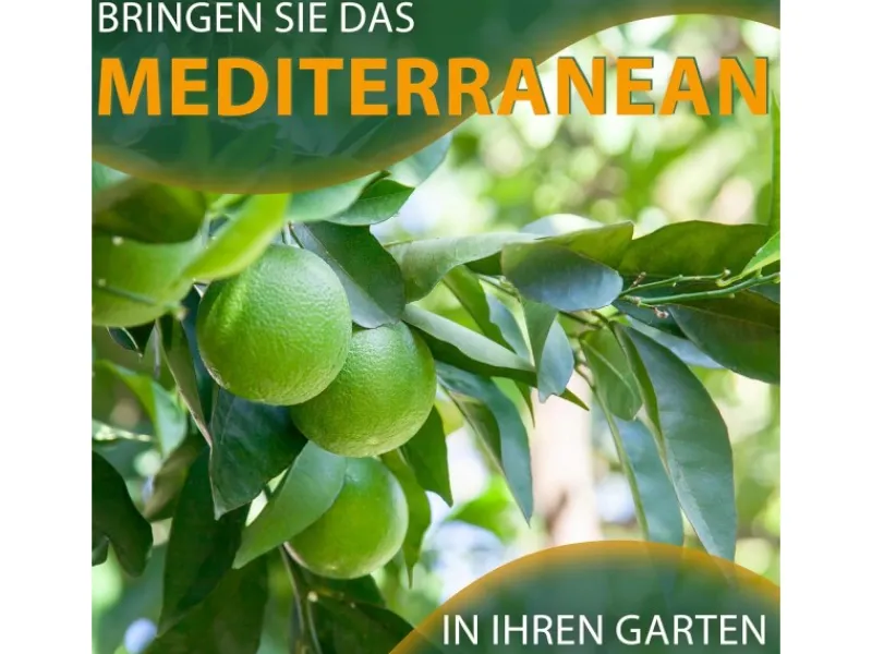 Hot Sunny-Tree Limettenbaum Große 160 Zentimeter Citrus Aurantifolia Obstbaum Fruchtbildend 8 Jähriger Limettenbaum