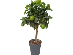 Töpfe<Sunny-Tree Limettenbaum Große 90 Zentimeter Citrus Aurantifolia Obstbaum Fruchtbildend 3 Jähriger Limettenbaum