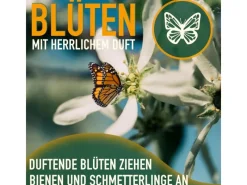 Töpfe<Sunny-Tree Limettenbaum Große 90 Zentimeter Citrus Aurantifolia Obstbaum Fruchtbildend 3 Jähriger Limettenbaum