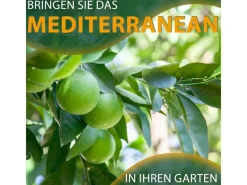 Töpfe<Sunny-Tree Limettenbaum Große 90 Zentimeter Citrus Aurantifolia Obstbaum Fruchtbildend 3 Jähriger Limettenbaum