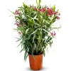 Sunny-Tree Oleander Farbe Rot  80/100 cm  Nerium Oleander Pflanze für Draußen   Immergrün im Winter  Mediterrane Pflanze< Töpfe