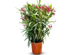 Sunny-Tree Oleander Farbe Rot  80/100 cm  Nerium Oleander Pflanze für Draußen   Immergrün im Winter  Mediterrane Pflanze< Töpfe