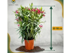 Sunny-Tree Oleander Farbe Rot  80/100 cm  Nerium Oleander Pflanze für Draußen   Immergrün im Winter  Mediterrane Pflanze< Töpfe