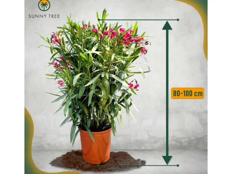 Sunny-Tree Oleander Farbe Rot 80/100 cm Nerium Oleander Pflanze für Draußen Immergrün im Winter Mediterrane Pflanze< Töpfe