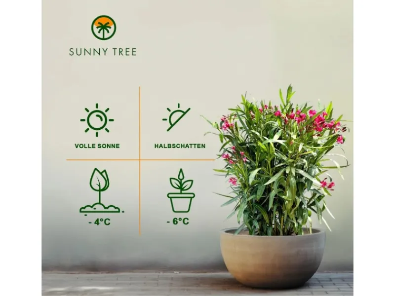 Sunny-Tree Oleander Farbe Rot 80/100 cm Nerium Oleander Pflanze für Draußen Immergrün im Winter Mediterrane Pflanze< Töpfe