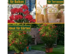 Sunny-Tree Oleander Farbe Rot 80/100 cm Nerium Oleander Pflanze für Draußen Immergrün im Winter Mediterrane Pflanze< Töpfe