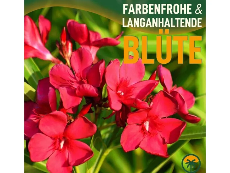 Sunny-Tree Oleander Farbe Rot 80/100 cm Nerium Oleander Pflanze für Draußen Immergrün im Winter Mediterrane Pflanze< Töpfe