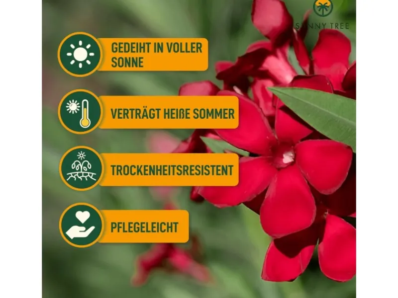 Sunny-Tree Oleander Farbe Rot 80/100 cm Nerium Oleander Pflanze für Draußen Immergrün im Winter Mediterrane Pflanze< Töpfe