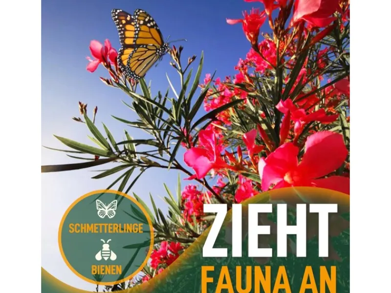 Sunny-Tree Oleander Farbe Rot 80/100 cm Nerium Oleander Pflanze für Draußen Immergrün im Winter Mediterrane Pflanze< Töpfe
