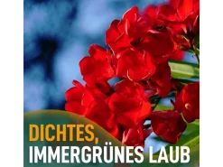 Sunny-Tree Oleander Farbe Rot 80/100 cm Nerium Oleander Pflanze für Draußen Immergrün im Winter Mediterrane Pflanze< Töpfe