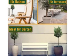 New Sunny-Tree  Olivenbaum 8 Jahre alt 130 Zentimeter Hoch Olea Europea Winterhart Bis -18° Fruchtbildend - Obstbaum Sonnige Standorte