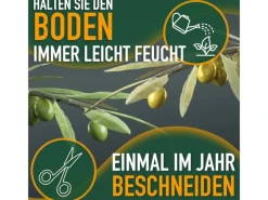 New Sunny-Tree  Olivenbaum 8 Jahre alt 130 Zentimeter Hoch Olea Europea Winterhart Bis -18° Fruchtbildend - Obstbaum Sonnige Standorte