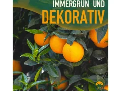 Clearance Sunny-Tree Orangenbaum Große 90 Zentimeter Citrus Sinensis Obstbaum Fruchtbildend 3 Jähriger Orangenbaum